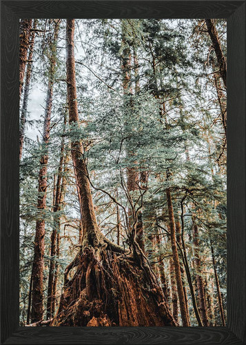 Pnw forest photography - forest,
