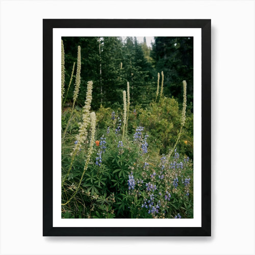 Pnw wildflowers art print - wildflowers,